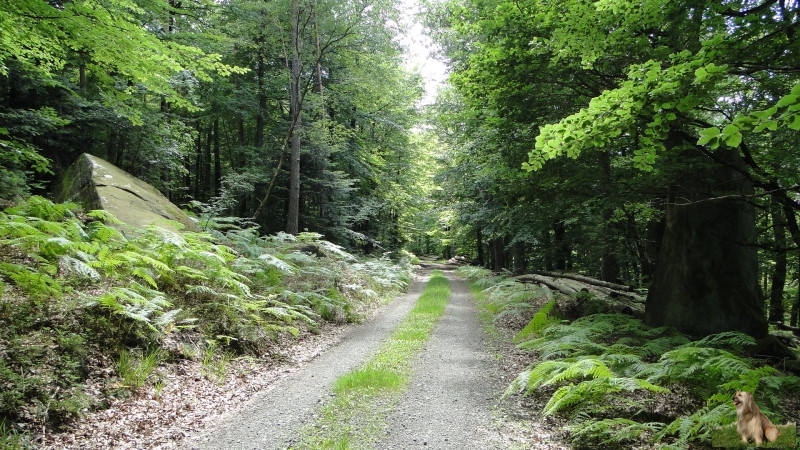 Ritterstein Nr. 269-8 Ebene Kehrdichannichts - Altstrasse - Jagdgrenze - Ehem. Jagdschlößchen - jetzt Forsthaus.JPG - Ritterstein Nr.269 Ebene Kehrdichannichts - Altstrasse - Jagdgrenze - Ehem. Jagdschlößchen - jetzt Forsthaus